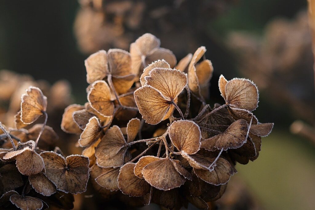 冬における首のアルガンオイル使用法は？