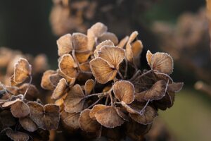 冬における首のアルガンオイル使用法は？