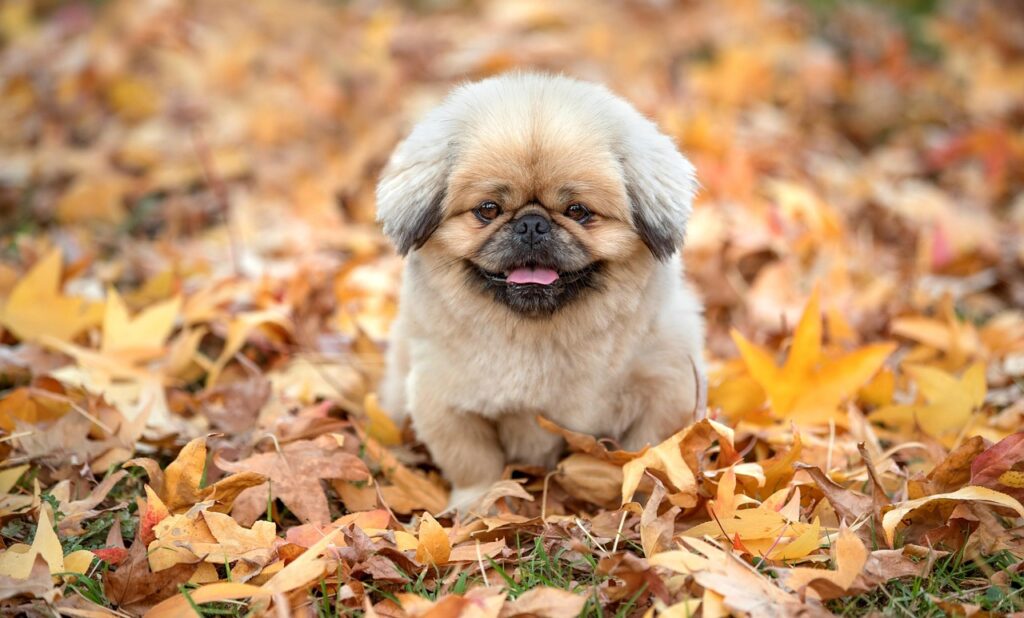 デコルテのくすみの原因とは何ですか？