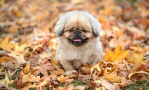 デコルテのくすみの原因とは何ですか？